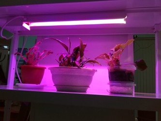 Светильники и лампы для растений
